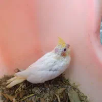 جوجه سرلاکی عروس