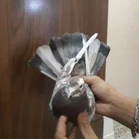 کفتر‌‌سرور