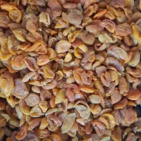 برگه قیسی اعلا
