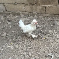 چند عدد جوجه سلطان پاپر کاکل ب سر فول کیفیت و گلین