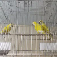 راهب|پرنده|کرج, شهرک اوج|دیوار