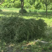 یونجه تازه و خالص بدون علف