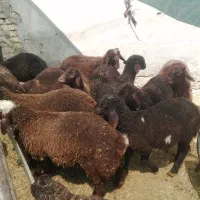 ۱۰ راس بره نر