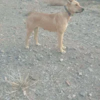 واگذاری ماده