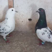 کفتر جوجه و تهرانی و قفس
