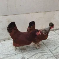 مرغ تخمگذار