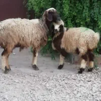 میش بره دار کهره قوچ