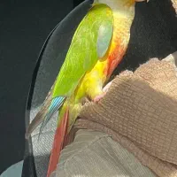 گرینچیک گمشده