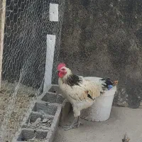فروش یا معاوضه با مرغ