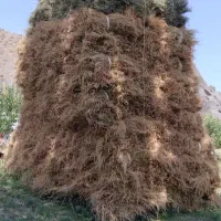 یونجه