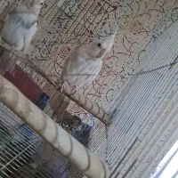 عروس هلندی