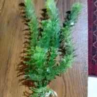 گیاه مصنوعی آکواریوم