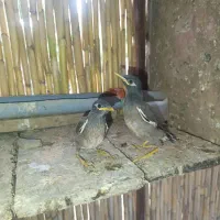 جوجه مینا