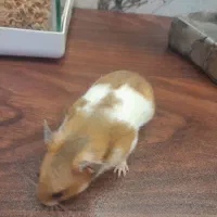 همستر هردو ماده باحال بازیگوش شیطون دستی زبر ررنگ|موش و خرگوش|محمدیه-قزوین, |دیوار