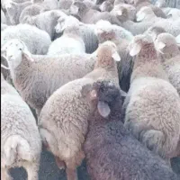 گوسفند قلم آبی ارسال کل نقاط سلاخی انجام میدیم
