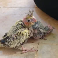 جوجه عروس هلندی سرلاکی