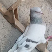 کبوتر