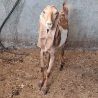 بزغاله پاکستانی ژن دار دو قلو زا ا ساله ابستن.