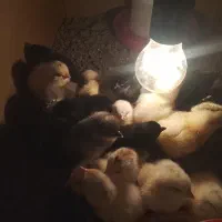 جوجه بر هما مرندی ولاری