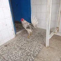 خروس گلین جوون و همه چی تموم