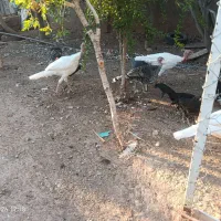 سه عدد بوقلمون نر رسمی