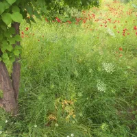 علف|خدمات باغبانی و درختکاری|ایذه, |دیوار