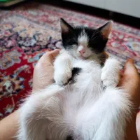 بچه گربه دو عدد نر و یک عدد ماده