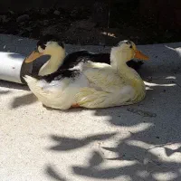حراج حراج  اردک سرحال وقشنگ وسالم