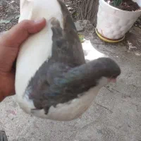 کبوتر
