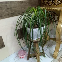 گل لیندا