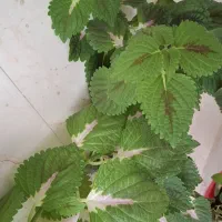 قلمه گل سبز