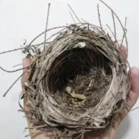 قناری د ز