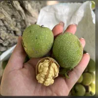 گردو درجه یک پوست کاغذی