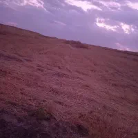 فروش کاه گندم