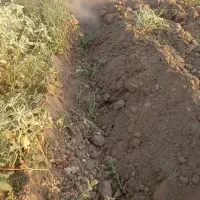 شخم گاوآهن ۴خیش برای فروش۱۰۰تومان