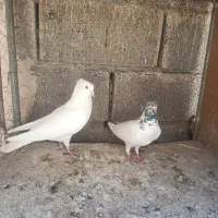 فروش تعدادی کفتر خوب