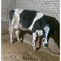 ۲عددگاو شیری جوان  قیمت هردو ۳۸۵