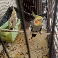 عروس هلندی زیبا