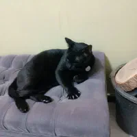 گم شده|حیوانات|اصفهان, بوستان ناژوان|دیوار