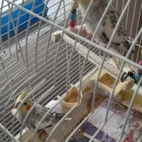 عروس هلندی