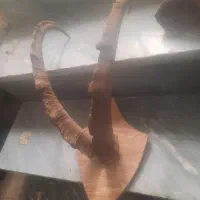 شاخ