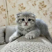 اسکاتیش دبل فولد نر