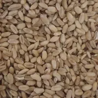گندم جهت نان به شرط