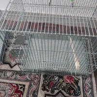 پنج عددقفس اصل غلامی با فضله توری الکی نزنگی دونه