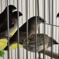 یک عدد فنچ بنگالی ماده الرام