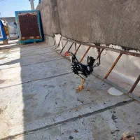 خروس و جوجه مرغ تاقچه