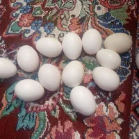 تخم مرغ نطفه دار