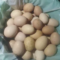 تخم مرغ و تخم بوقلمون