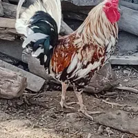 شوش