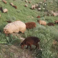 ۹۰ راس میش همو و هترو و بره ماده پای قوچ همو هترو